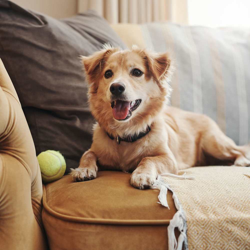 Dog in a home at Saratoga Place Apartments in Suffolk, Virginia