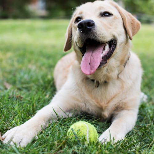 A dog sitting in the grass with a tennis ball at Dahlgren Townhomes in Dahlgren, Virginia