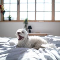 A resident's dog on a bed at The Courts of Avalon in Pikesville, Maryland