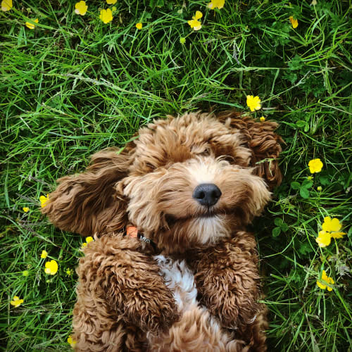 Happy resident doodle rolling in the grass at Reserve at Southpointe in Canonsburg, Pennsylvania