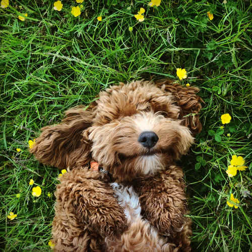 Happy resident doodle rolling in the grass at Mirada Apartments in Lewis Center, Ohio