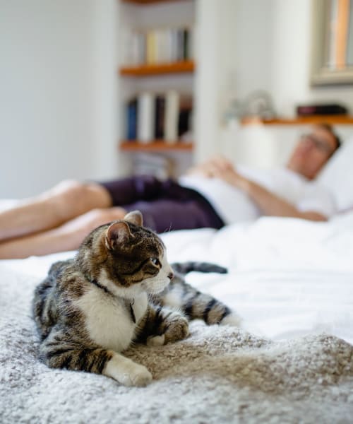 Cat and his owner relaxing on the bed in their pet friendly home at Kensington Manor Apartments in Farmington, Michigan