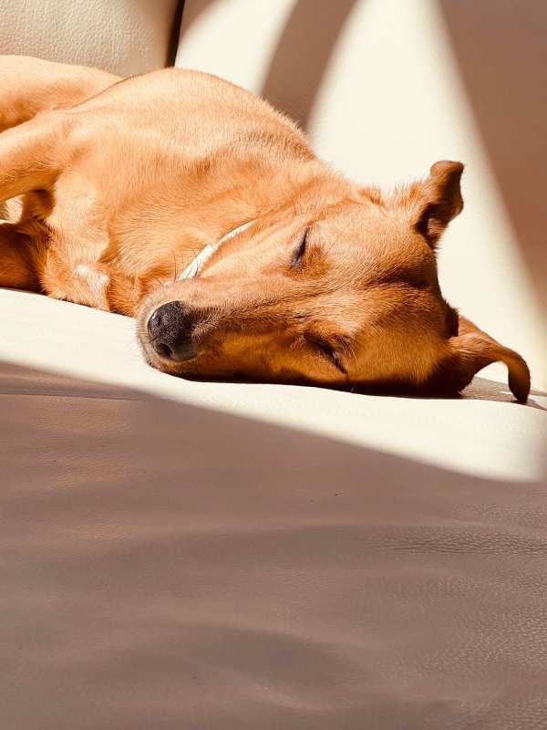 Dog lying on the couch in the apartment home at Palmhouse Jacksonville in Jacksonville, Florida