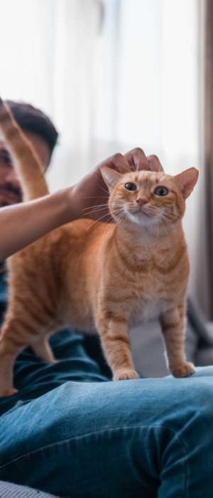 Resident petting their cat at Terrace Garden Apartment Homes in San Leandro,California