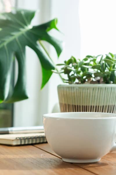 A cup of coffee and some plants on a table at Core Management Group in Spring, Texas