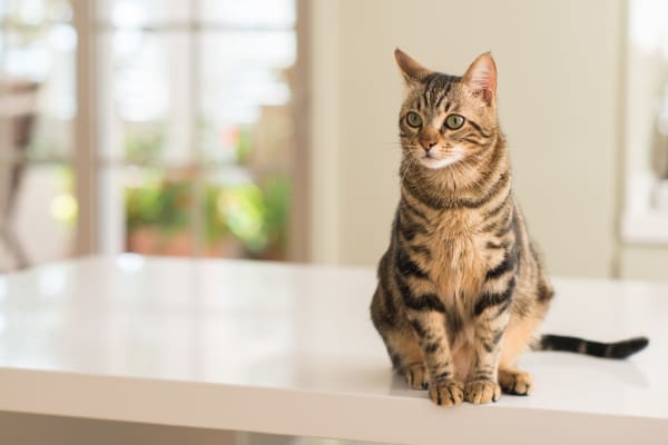 Pet Friendly Apartments In Tempe Arizona