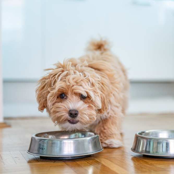 A fluffy dog next to two stainless steel bowls on a wooden floor at Mosby Poinsett in Greenville, South Carolina