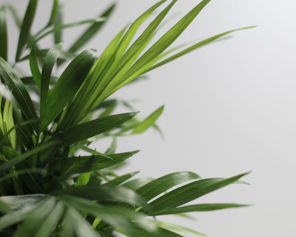 A plant inside an apartment at Allina La Jolla in San Diego, California