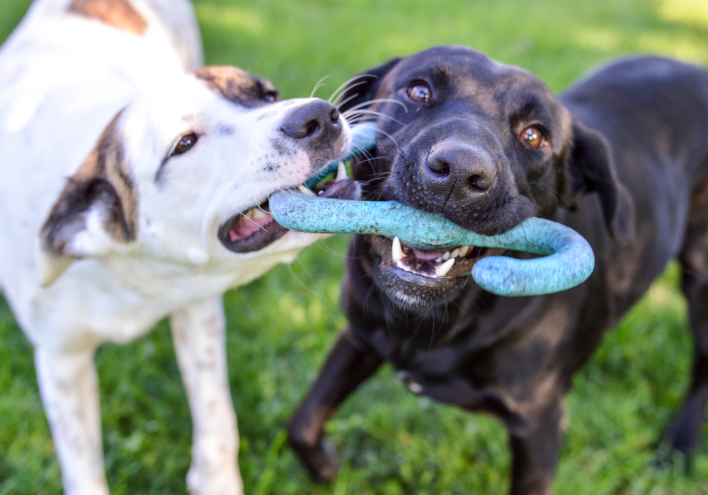 Dogs playing atParador Townhomes apartment homes in Clovis, California