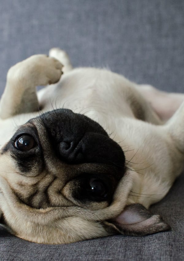 Pug relaxing at home at The Gabriel in Leander, Texas