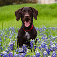 Dog sitting in bluebonnets near Sutton in Austin, Texas