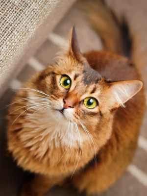 Cute cat watching up at The Springs at Georgetown in Georgetown, Texas