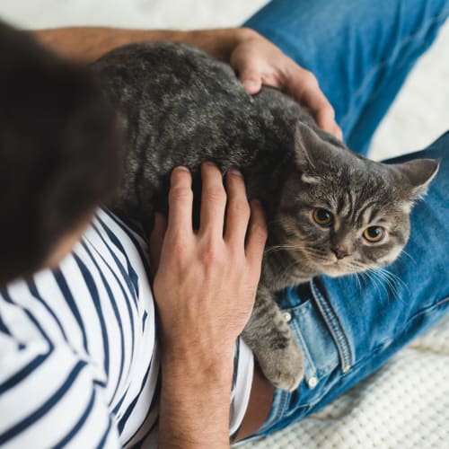 A cat in a resident's lap at Orleck Heights in San Diego, California