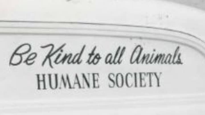 Animal Miracles: Unveiling the Heroes Among Us