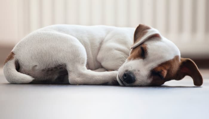 Dog sleeping near The Aspect in Kissimmee, Florida
