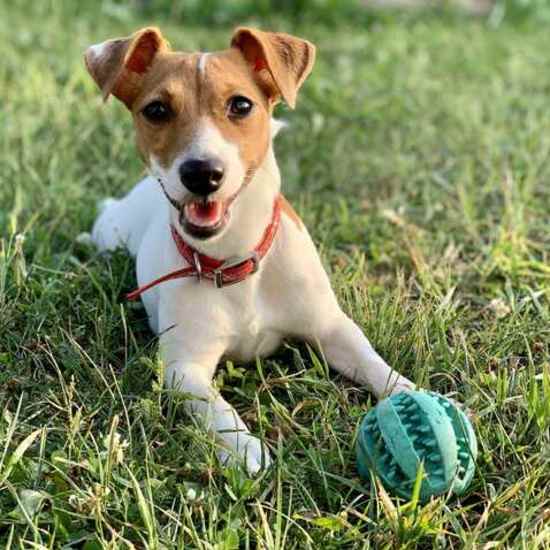 Resident pet at  Wyndham Hill in Grand Rapids, Michigan