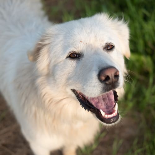 Happy dog out in the grass at Verandahs at Cliffside Apartments in Arlington, Texas