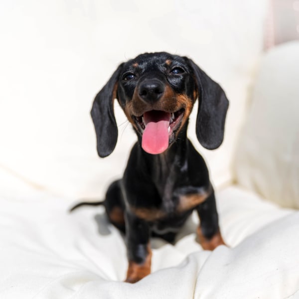 Dog happily lounging at the pet friendly Riverfront Towers in Detroit, Michigan