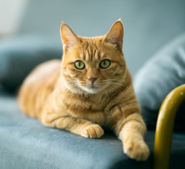 Happy cat on a couch at Residences at Congressional Village in Rockville, Maryland