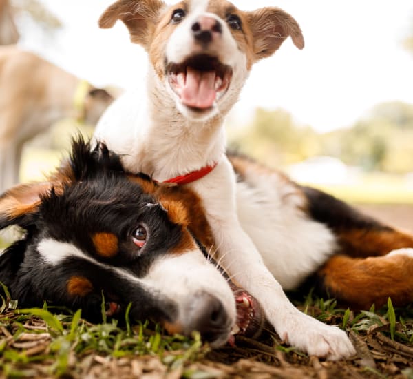 Happy dogs playing together in a park near The Highland in Augusta, Georgia