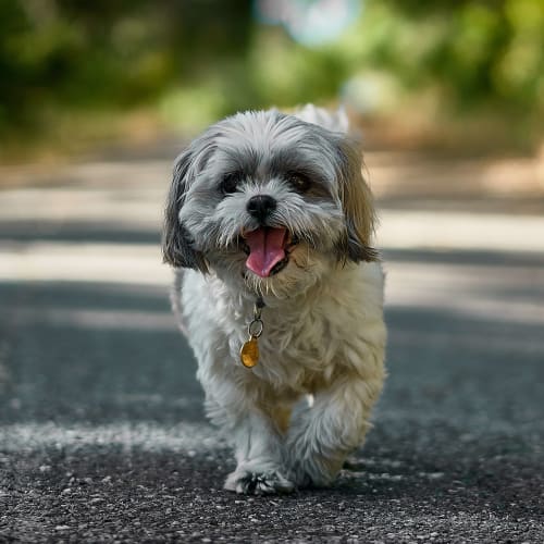 A small dog walking outside at 226 Oceana in Virginia Beach, Virginia