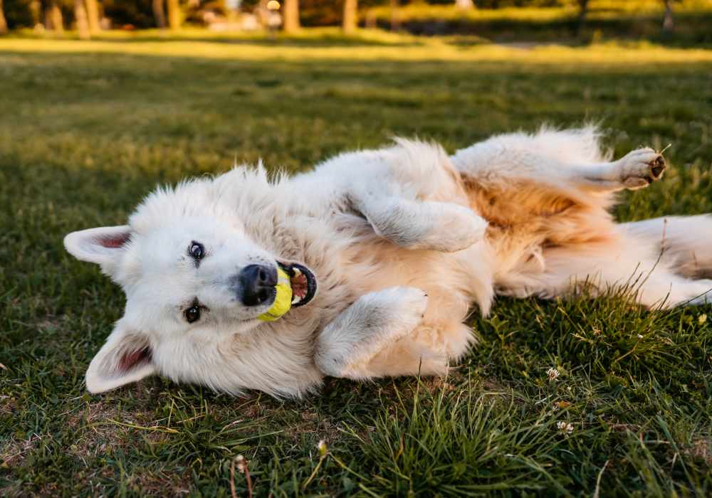 Happy dog playing at the on-site dog park at Brentwood Apartments in Portland, Oregon