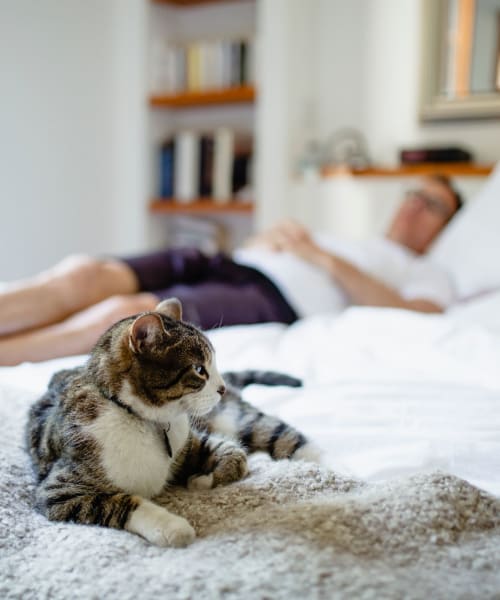 Cat and his owner relaxing on the bed in their pet friendly home at Farmington Oaks Apartments in Farmington, Michigan