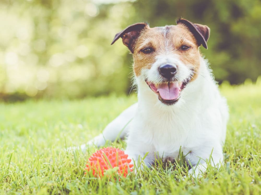 Resident pet enjoying the grass area near San Bellara in Scottsdale, Arizona