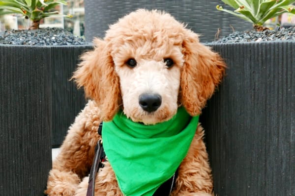 Cute labradoodle wearing a green bandanna at San Marin at the Civic Center in Scottsdale, AZ