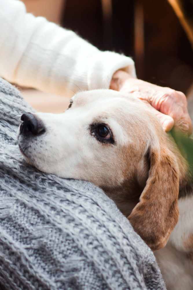 Pet-friendly community at Reve Noda Junction in Charlotte,North Carolina