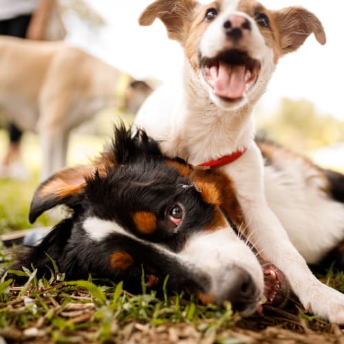 Two puppies playing in the dog park near Pentagon Apartments in Fremont, California