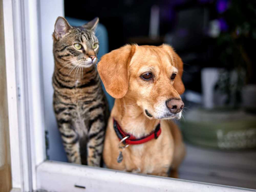 Pets watching outside from window at The Haven at Grand Landing Apartments in Grand Haven, Michigan