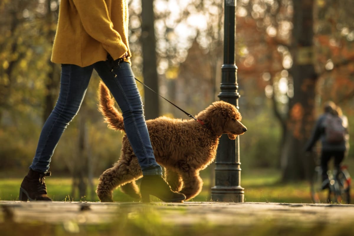 Resident taking her gorgeous dog for a walk near The Gardens at Del Ray in Alexandria, Virginia