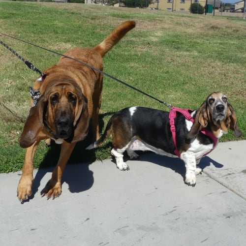 Hound dogs at Edson in Oceanside, California