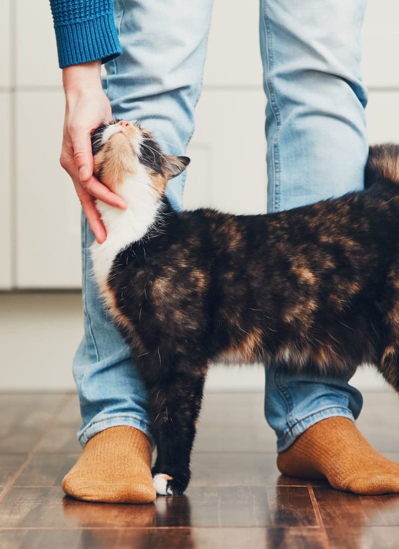 Pet fees at Regents West at 26th in Austin, Texas