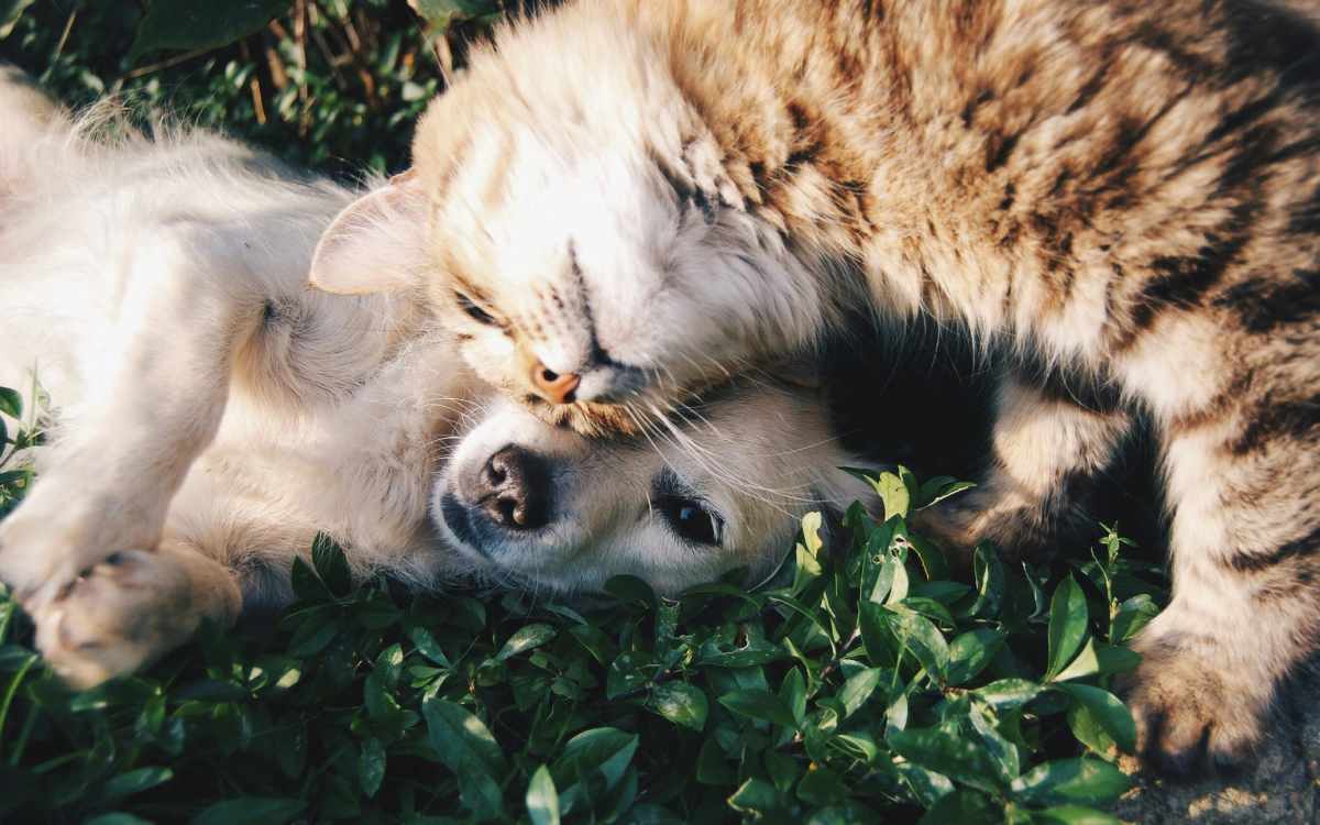 Dog and cat playing together at Camellia in Raleigh, North Carolina