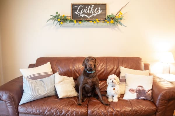 Two dogs on the couch at Westwood Village in Ames, Iowa