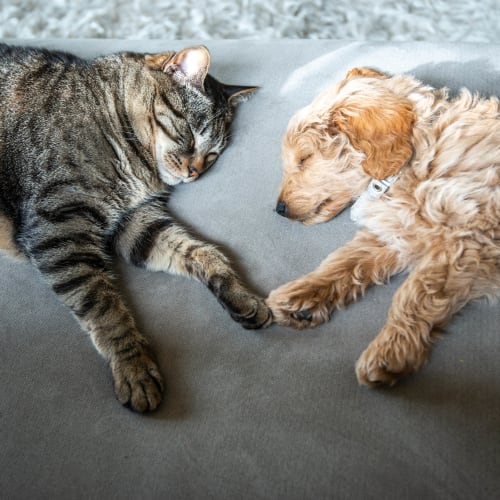 Dog and cat napping together in their apartment home at Highland View Court in Bakersfield, California
