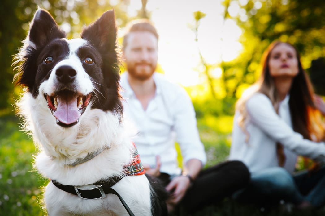 Happy dog and its owners enjoying the neighborhood at Riata Austin in Austin, TX