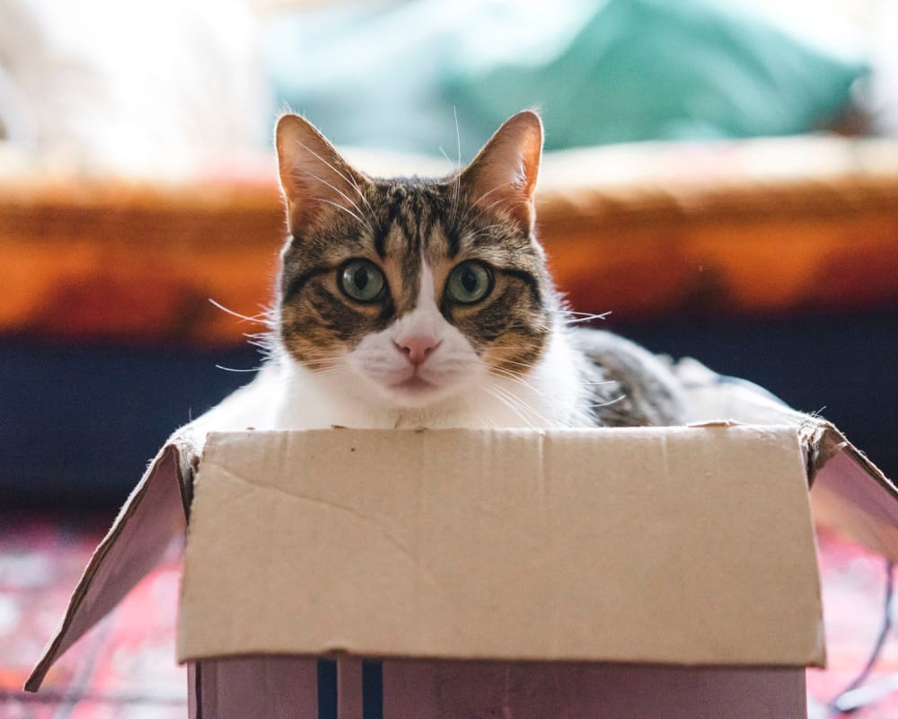 Happy cat in a box in her new home at Sendero Huntington Beach in Huntington Beach, California