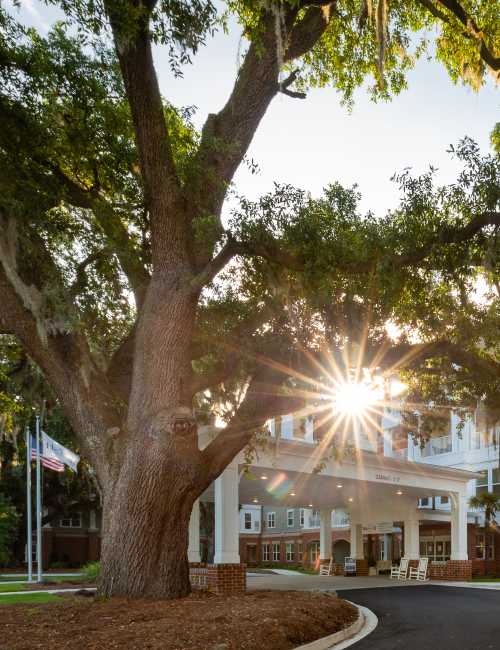 Large tree near the entrance of Harmony at Eagles Landing in McDonough, Georgia