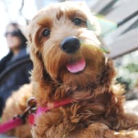 A resident's dog smiling at the camera at Astoria in Mobile, Alabama