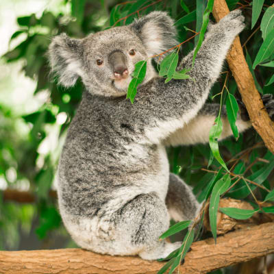 Photo of a koala in a tree at Eucalyptus Real Estate in Oklahoma City, Oklahoma