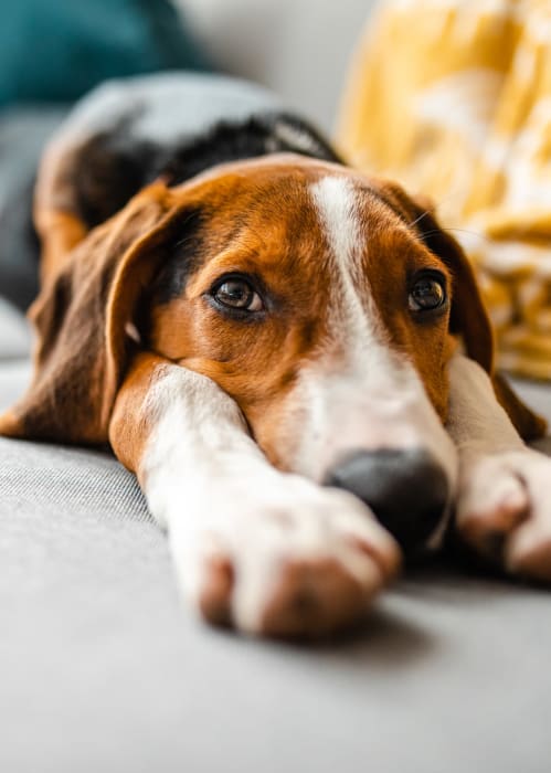 Dog stretching at River Pointe in Bethlehem, Pennsylvania