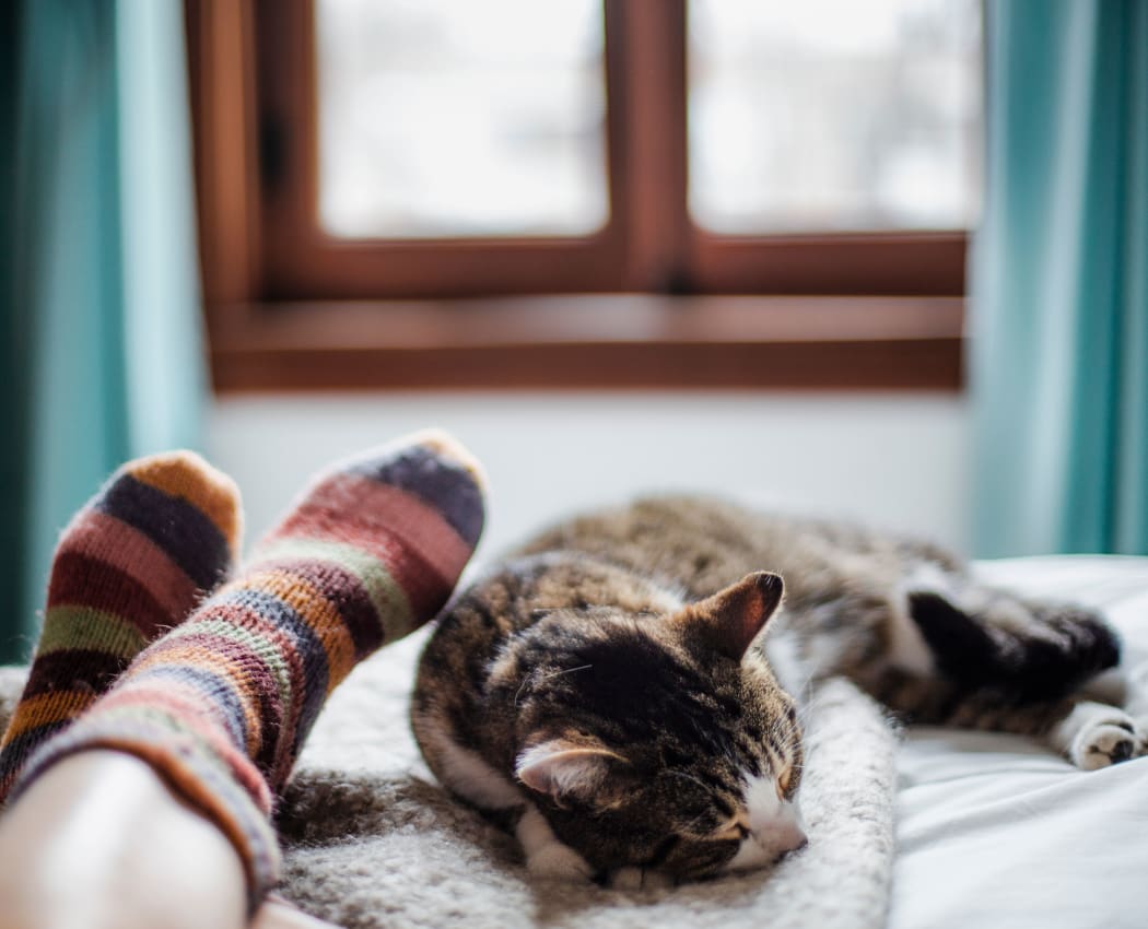Cat sleeping near it's owner's feet at The Monterey in San Jose, California