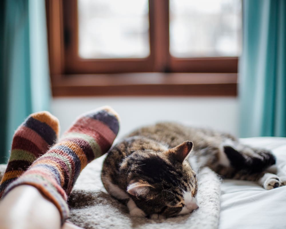 Cat sitting on a couch at Lafayette Park Apartments in Hawthorne, New Jersey