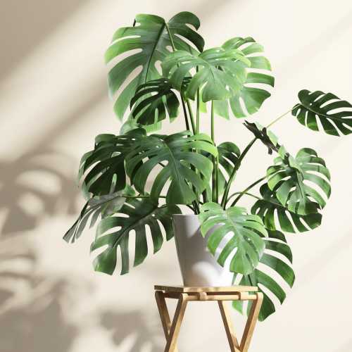 Monstera plant at Citrus Run Apartments in Tampa, Florida