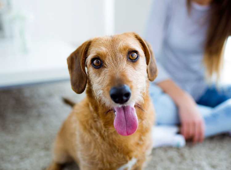 Dog in apartment at Harbor Place Residences in Haverhill, Massachusetts