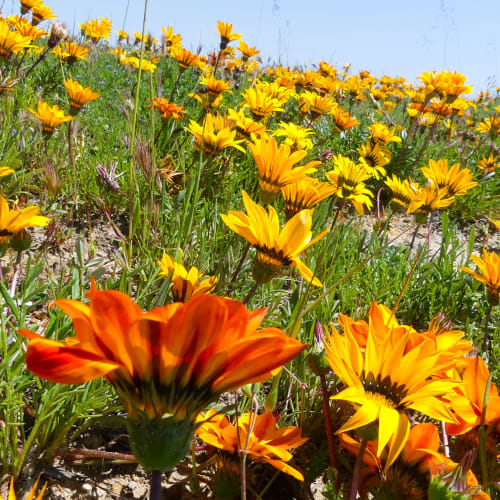 flowers at Wire Mountain III in Oceanside, California