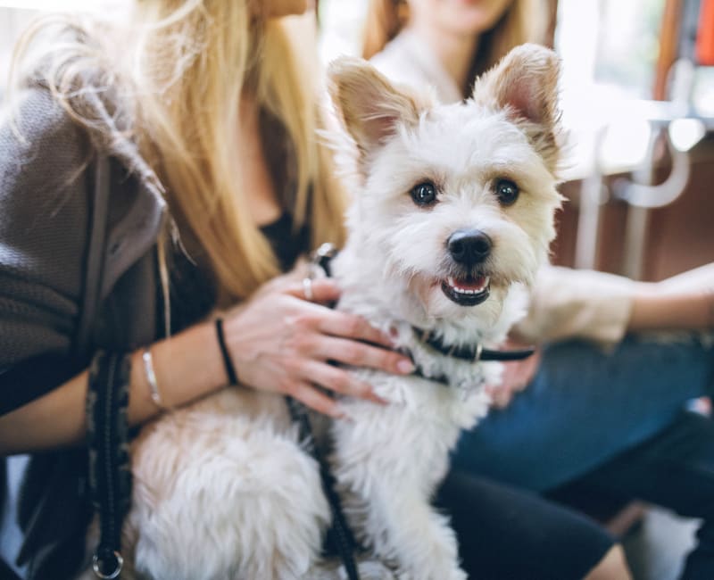 Dog sitting on his owners lap near Vista 121 Apartment Homes in Lewisville, Texas